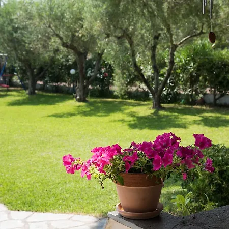 Bouganvillia - Trani Ammouda